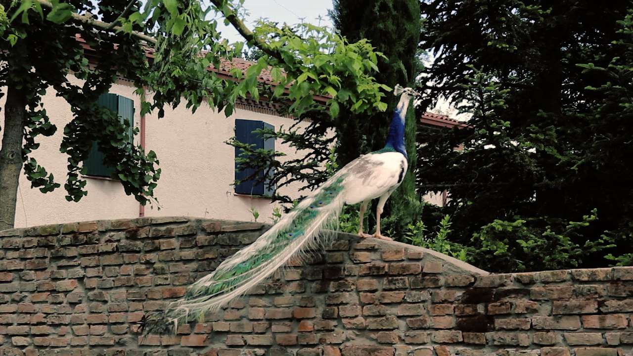 L Angelina 05